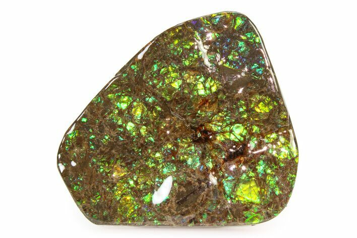 Iridescent Ammolite (Fossil Ammonite Shell) - Brilliant Greens #336287